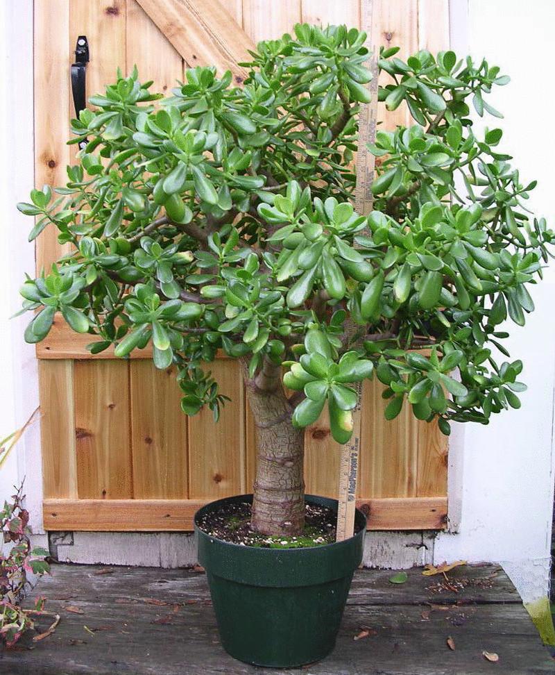 Jade Plant